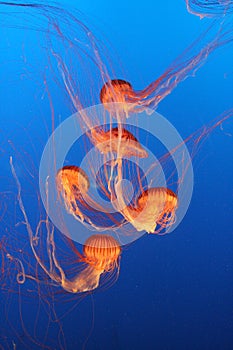 Colorful jellyfishes