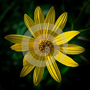 Colorful juicy yellow flower with orange center and vivid pleasant pure petals. Flowering jerusalem artichoke in macro. Blossoming