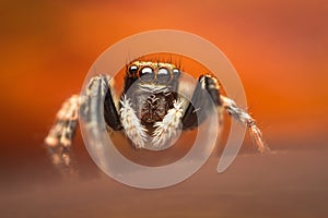 High magnification of a colorful and small jumping spider against soft orange background photo