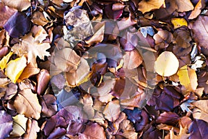 Colorful Kaleidoscopic mixture of fall leaves covering the ground