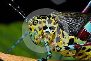Colorful katydid/bush cricket
