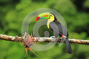 Colorful keel-billed toucan bird photo