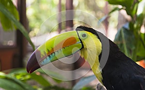 Colorful Keel-billed Toucan photo