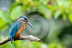 Colorful king fisher bird on a branch of a tree waiting to catch a fish in the Netherlands. Green leaves in the
