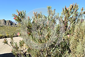 Colorful King Protea plants on the way to the Swartberg Pass in Oudtshoorn in South Africaâ€“ the national flower of South Africa