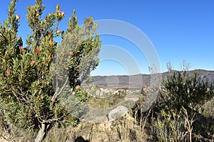 Colorful King Protea plants on the way to the Swartberg Pass in Oudtshoorn in South Africaâ€“ the national flower of South Africa