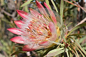 Colorful King Protea on the way to the Swartberg Pass in Oudtshoorn in South Africaâ€“ the national flower of South Africa