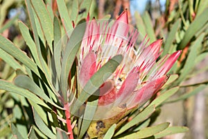 Colorful King Protea on the way to the Swartberg Pass in Oudtshoorn in South Africaâ€“ the national flower of South Africa