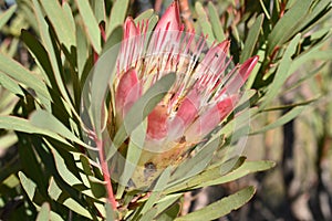 Colorful King Protea on the way to the Swartberg Pass in Oudtshoorn in South Africaâ€“ the national flower of South Africa