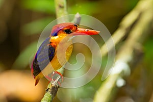 Colorful Kingfisher bird,