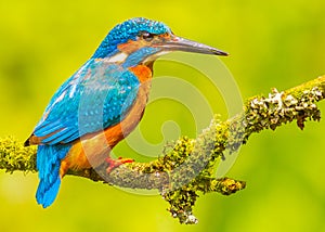 Colorato pescatore uccello sul muschioso ramo 