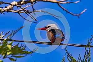 A colorful kingfisher with a distinctive red beak sits on a cable, Cabo Verde