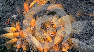 Colorful koi carp fish in a farm pond feeding