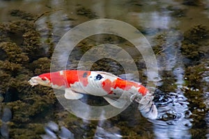 Colorful koi carp in garden pond is an expensive koi fish with orange and red structure as valuable investment of Japan Asian koi