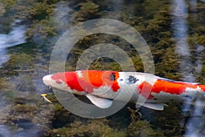 Colorful koi carp in garden pond is an expensive koi fish with orange and red structure as valuable investment of Japan Asian koi