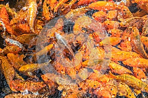 Colorful Koi carps or goldfish in pond background