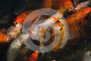 Colorful koi carps in the pond