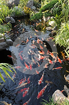 Colorful koi carps swim