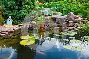 Colorful koi carps swim in a small pond in the country