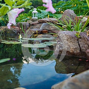 Colorful koi carps swim in a small pond in the country