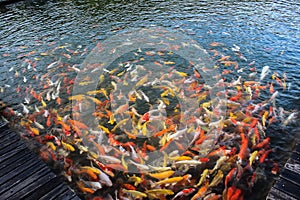 Colorful of Koi craft fish swimming in a lake,abstract blur back