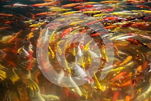 Colorful of Koi craft fish swimming in a lake,abstract blur back