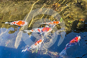 Colorful Koi fancy craps swim in clear water in city ditch photo