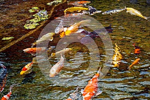 Colorful Koi fish close to the surface