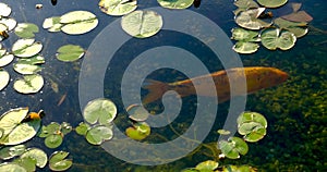 Colorful koi fish in the lake float Among water lilies in an artificial pond