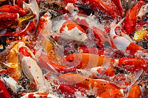 Colorful koi fish in the lake with reflections of tree shadows. Group of various colourful large koi carp, kohaku or Japanese Koi photo