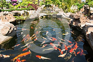 Colorful koi fish