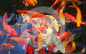 Colorful koi fish in the pond swimming gracefully