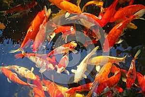 Colorful koi fish in the pond swimming gracefully