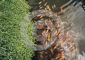 Colorful Koi fish in a pond at Yun Lai Viewpoint