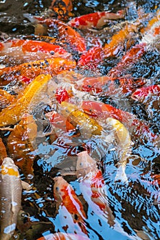 Colorful Koi fish in pool