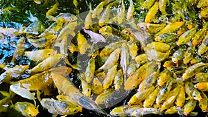 Colorful Koi Fish Swarming To Get Food