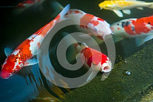 Colorful Koi fish swimming and open mouth waiting for food in a pond can be use to background