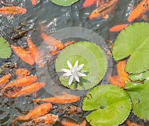 Colorful koi fish with white lotus in Isha foundation