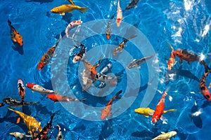 Colorful koi fishes in a blue streamlet