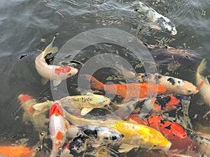 Colorful koi fishes in the pond, closeup of photo.