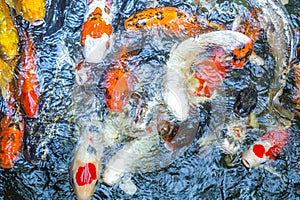 The colorful Koi fishes