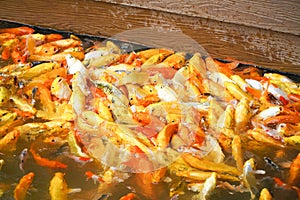 Colorful koi are starving in the pond