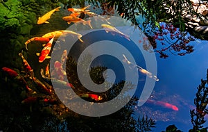 Colorful koi swim in the pond. Reflection of the clear sky on the surface of the water.