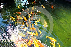 Colorful kois in pool.the beautiful crafts swimming and sun reflex on water.nature light and good feed make multi color fish or