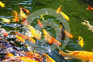 Colorful kois in pool.the beautiful crafts swimming and sun reflex on water.nature light and good feed make multi color fish or