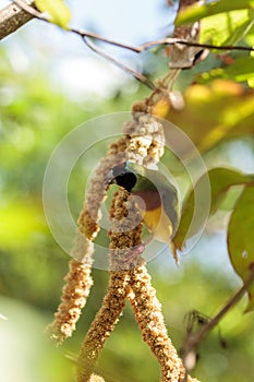 Colorful Lady gouldian finch Erythrura gouldiae birds eat seed