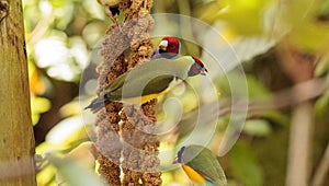 Colorful Lady gouldian finch Erythrura gouldiae birds eat seed