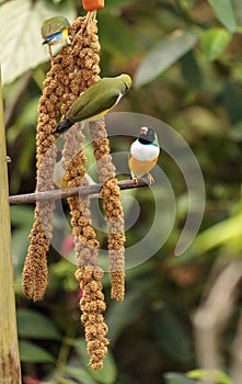 Colorful Lady gouldian finch Erythrura gouldiae birds eat seed
