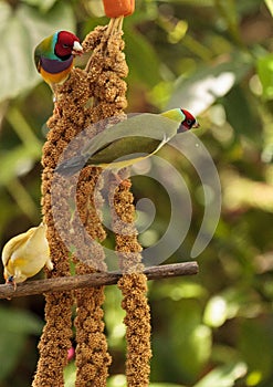 Colorful Lady gouldian finch Erythrura gouldiae birds eat seed