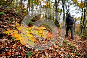 Colorful laeves on trees in forest and hiker at background